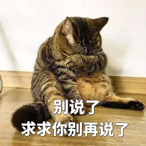 猫猫表情包我要把你摁在墙上,亲亲