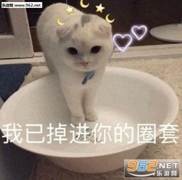 举手同意海绵宝宝派大星同时举手图片我蝴蝶结没掉吧表情包图片下载乐游网游戏下载
