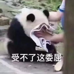 超级调皮表情包了解一下大家好我是鳌拜的弟弟熬夜