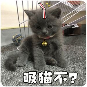 吸猫不大小煤球的日常表情