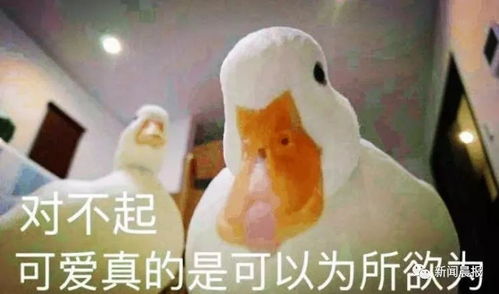 王思聪30000元的宠物鸭同款找到了500元买颗蛋自己孵
