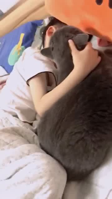 承包笑点感觉猫现在都不和我亲了,每天都黏着儿子