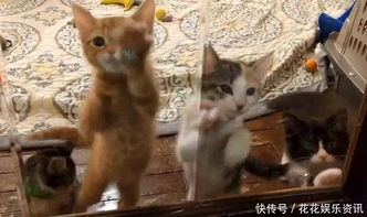 猫咪们被门困住,结果是铲屎官的你有本事养猫咪,没本事开门呐