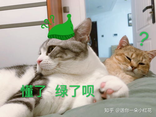 可以发自己家可爱猫猫的照片吗