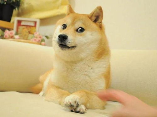 doge网红柴犬病危曾因一个表情火遍全网,粉丝们纷纷祈祷祝福