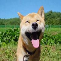 柴犬吐舌头表情包微信头像图片大全