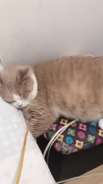 一只爱睡懒觉的猫咪,这表情像不像赖在床上的你