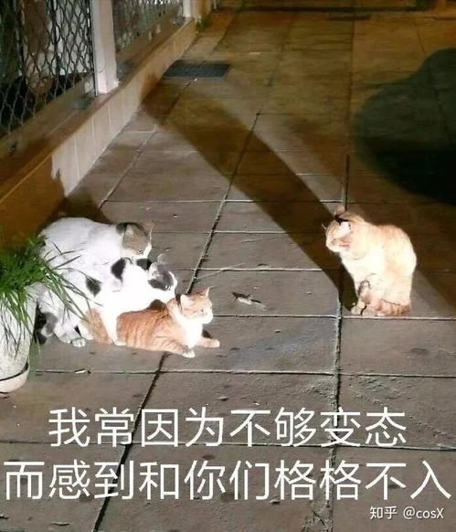 小猫得了猫藓,医生照了一下说很严重开了八百多块钱药,请问这个花费正常吗,以后还要花多少钱