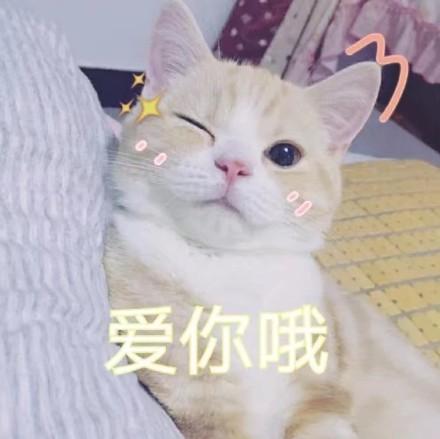 猫咪卖萌表情包带字新传