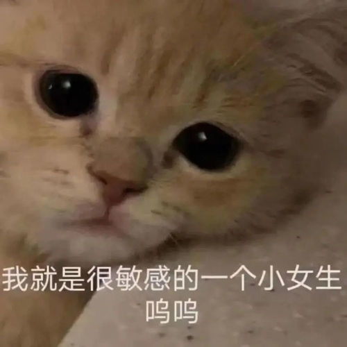可爱猫咪表情包去给你买点脑子