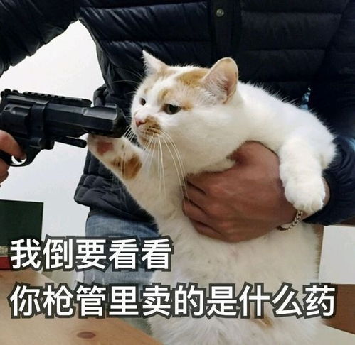 那些年我们用过的猫咪表情包,快看看你有没有收藏过