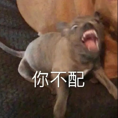 古怪头像表情包哈哈哈