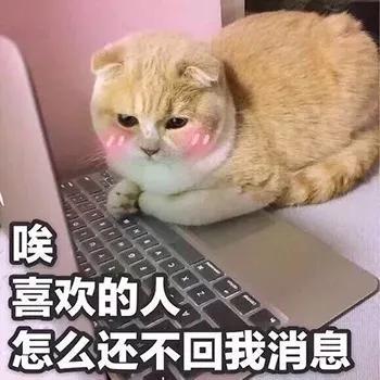表情包怎么还不回我消息
