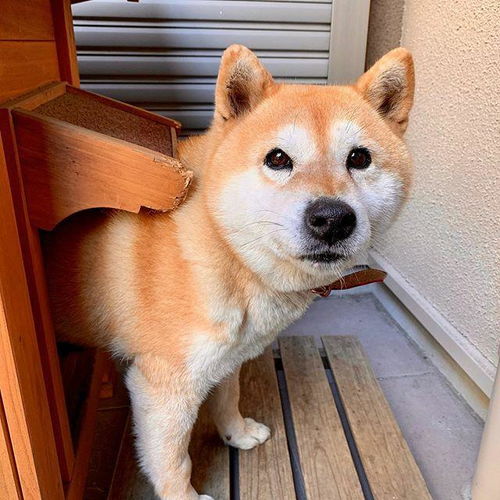 柴犬脑回路堪比哈士奇一会没看着,它竟挖洞想把自己埋了