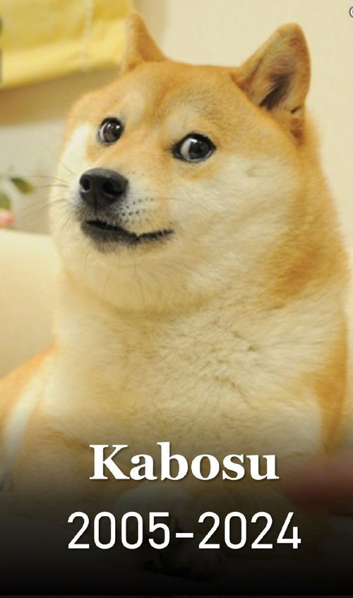 外媒doge表情包原型柴犬去世