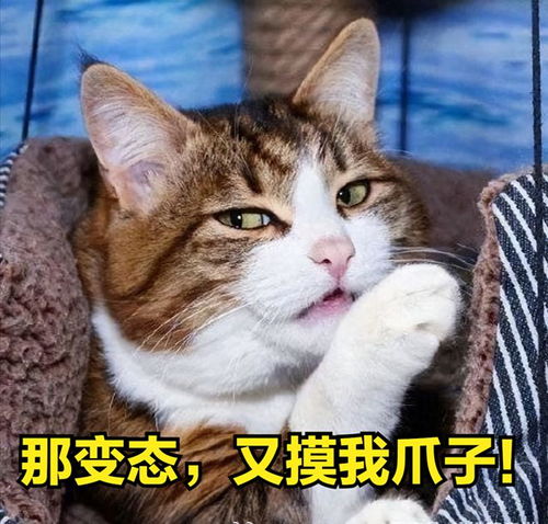 当你摸狸花猫爪子时,在它心里,会这么想