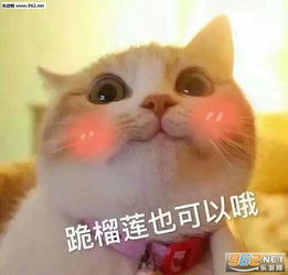 想回家跪键盘吗图片猫咪老公系列表情包下载乐游网游戏下载