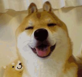 兔耳柴犬宝宝系列表情包下载兔耳柴犬宝宝系列表情包官方下载