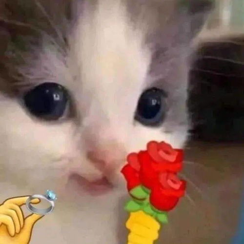 猫咪表情包今晚一起吃饭吗