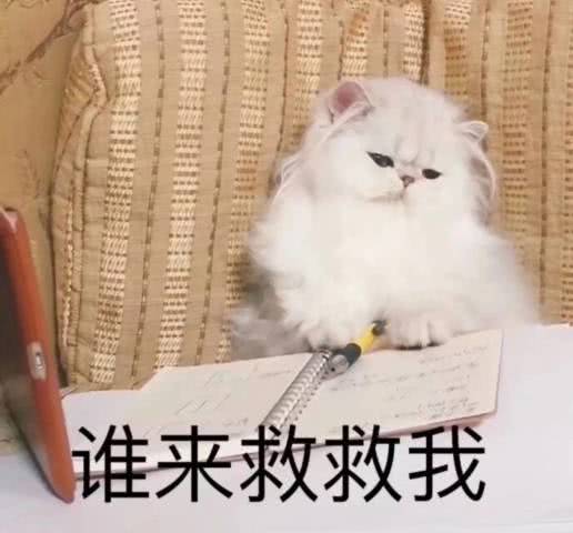 超级卡哇伊萌猫敷衍表情包火了,别说了,老子今天爱你