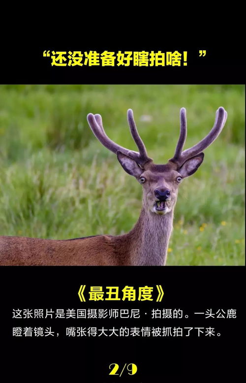 一个个被拍得如此蠢萌,动物自己知道吗