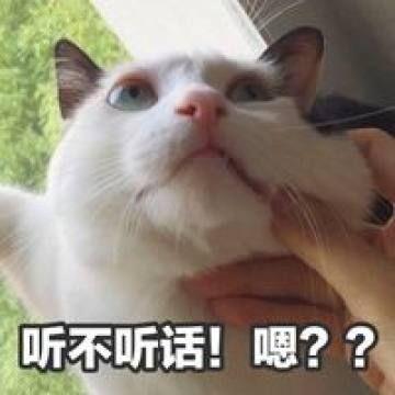 大家有没有一只心心念念希望知道的小猫的名字