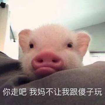 探路子魔都首家吸猪圣地,快来体验当一颗白菜的快乐