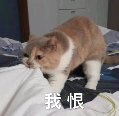 猫猫表情包