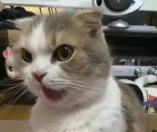 主人告诉猫咪小鱼干没了,猫咪听了脸色大变,表情超凶