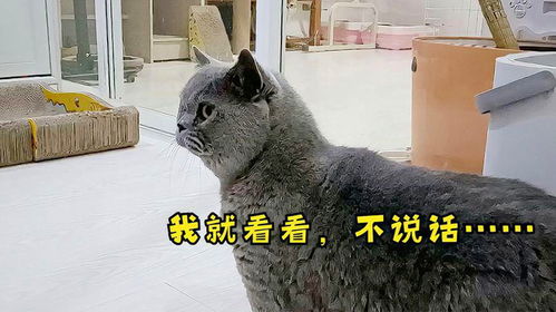 胖公猫巡视主人房间,操心地追着虫子到处跑,好奇的表情太好玩