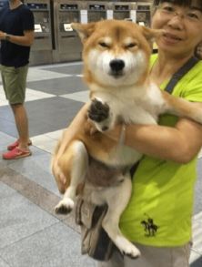 万人迷柴犬的魔力满满,表情包之王的逆袭