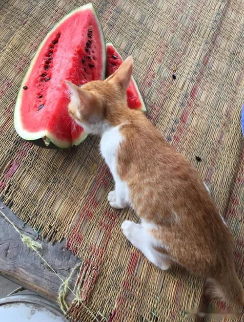 小猫咪偷吃西瓜,嘴唇都被染红了,网友这口红色号不错