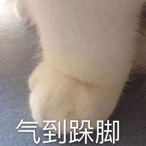 猫爪表情包,萌猫出击