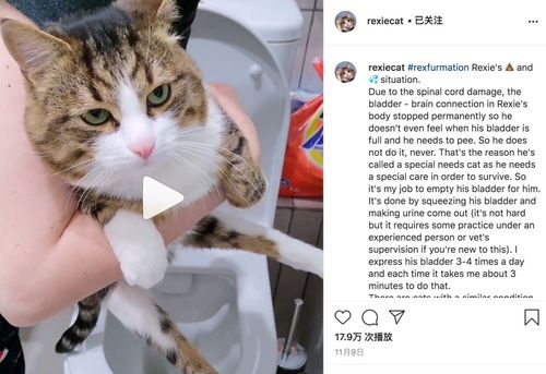 这只网红表情包猫咪最近满6岁啦,主人也解密了它鲜为人知的日常