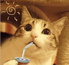 猫猫狗狗表情包
