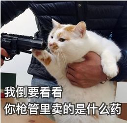 日常吸猫表情包日常吸猫表情合集v1.0高清版软件下载