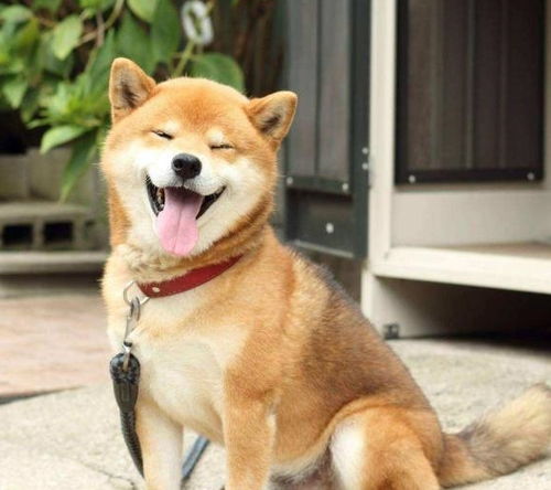柴犬眼皮被蚊子叮,肿成wink小眼迷人,笑呵呵的傻样萌炸了