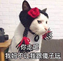 你的猫做了什么让你觉得他真聪明