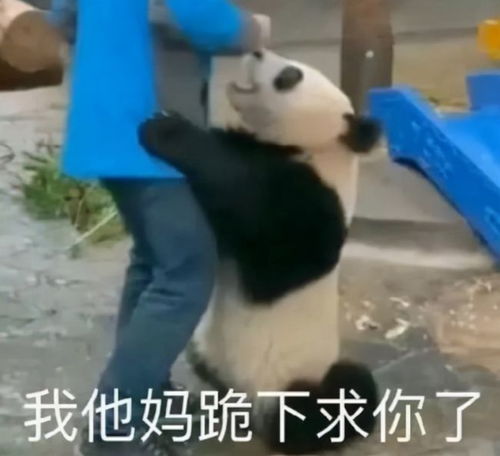 哈利波特手游时装被网易玩明白了那些展示的高甜瞬间