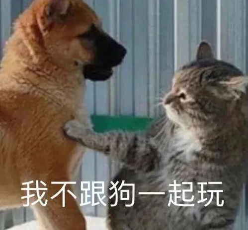 沙雕表情包快发给你单身的朋友