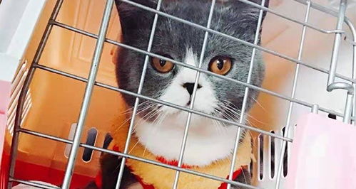 如何给自家猫咪做微信表情包