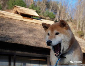16岁表情包柴犬北登去世网友好狗不分国界