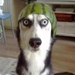 柴犬vs哈士奇,论养了只表情包是什么感觉