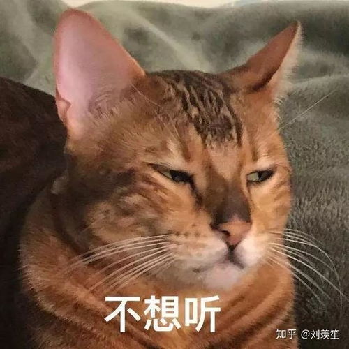 猫咪不听话怎么办