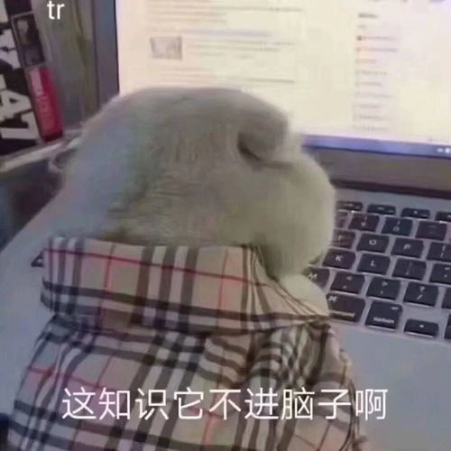 读书崽专属头像