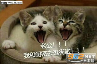 猫咪超萌喊老公表情包下载乐游网游戏下载