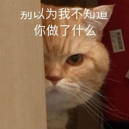今日表情推荐,312