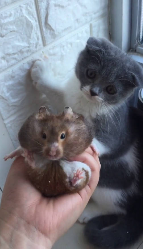 仓鼠被主人捧杀,结果惹怒了醋猫,猫小碧池给我等着