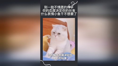 别一脸不情愿的样,你的态度决定你的伙食,什么表情小鱼干不想要