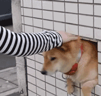 狗gif表情包猫咪